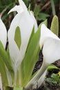 Asian skunk-cabbage Lysichiton camtschatcensis, white flowers Royalty Free Stock Photo